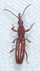 Cerobates