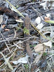 Amalosia lesueurii