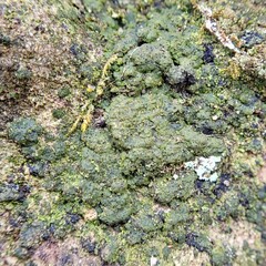 Endocarpon pallidulum