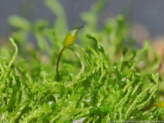 Clasmatodon parvulus