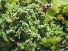 Cladonia caespiticia