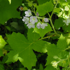 Hydrophyllum appendiculatum