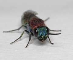 Chrysis viridula