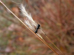Rhopalum