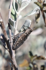 Chrysobothris octocola