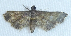 Nacoleia