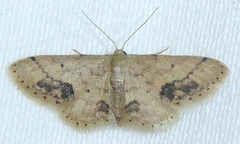 Idaea chotaria