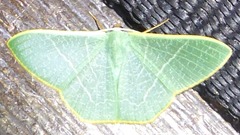 Pelagodes antiquadraria