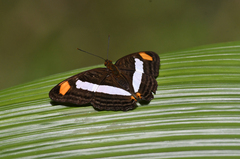 Adelpha basiloides