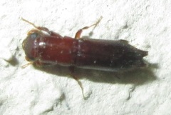 Platypodinae