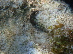 Malacoctenus