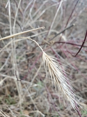 Elymus riparius