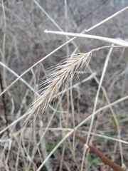 Elymus riparius