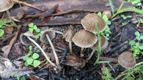 Psathyrella senex
