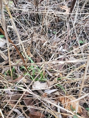 Elymus riparius
