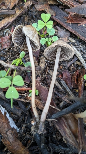 Psathyrella senex (Photo 2 of 3)