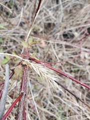 Elymus riparius