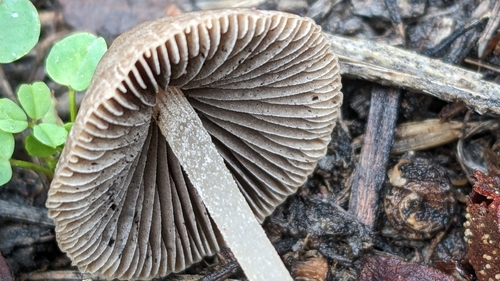 Psathyrella senex (Photo 3 of 3)