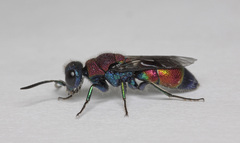 Chrysis viridula