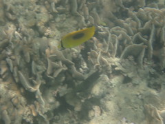 Chaetodon speculum