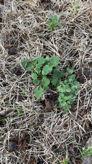 Lamium purpureum
