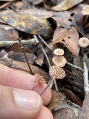 Collybiopsis quercophila