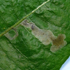 Liriomyza taraxaci
