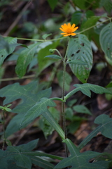 Smallanthus oaxacanus