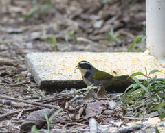 Arremon semitorquatus