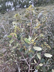 Frangula californica