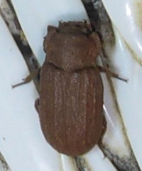 Sclerum