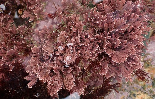 Common Coralline