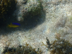 Stegastes leucostictus