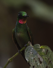 Heliodoxa rubricauda