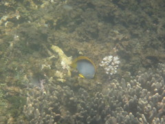 Chaetodon melannotus