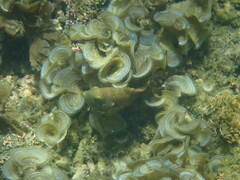 Cheilinus chlorourus