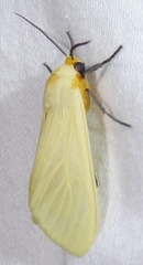 Pareuchaetes pseudoinsulata