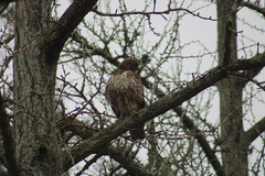 Buteo jamaicensis borealis