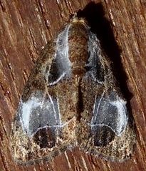 Evonima aperta