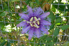Passiflora