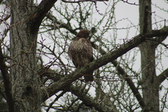 Buteo jamaicensis borealis