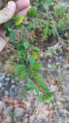 Wimmeria microphylla