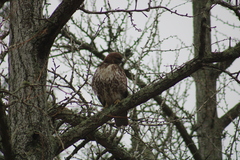Buteo jamaicensis borealis