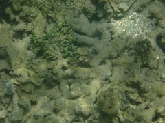 Amblygobius phalaena