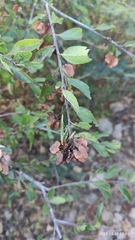 Wimmeria microphylla