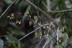 Encyclia patens