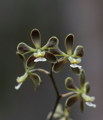 Encyclia patens