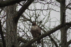 Buteo jamaicensis borealis