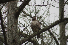 Buteo jamaicensis borealis