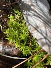 Sphagnum